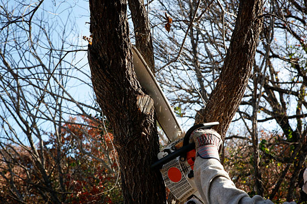 Reliable Roslyn, NY Tree Services Solutions