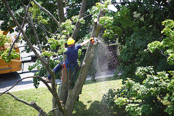 Seasonal Cleanup (Spring/Fall) in Roslyn, NY